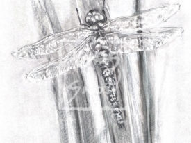 DragonFly – Charcoal</br>700 x 500